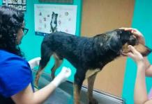 El Bronco adopta a perro que cuidaba a su due&ntilde;o atropellado