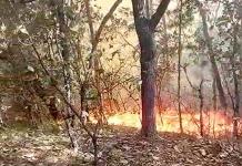 Sigue sin control incendio forestal en Rioverde; desalojan viviendas