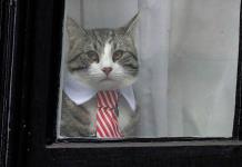 ¿Qué pasó con James, el gato de Julian Assange?