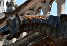 Entre 150 mil y 200 mil abejas que viven en Notre Dame sobrevivieron al incendio