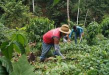 Crisis del café en Chiapas provoca éxodo de campesinos