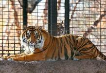Un tigre ataca a una empleada del zoológico en Kansas
