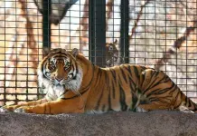 Un tigre ataca a una empleada del zool&oacute;gico en Kansas