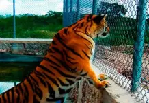 Profepa sanciona a propietario de cuatro tigres en Sonora Profepa sanciona a propietario de cuatro tigres en Sonora