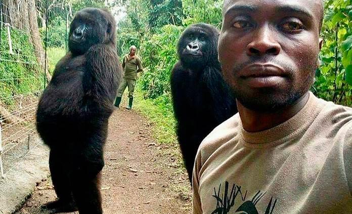Guardabosques describe cómo tomó la famosa selfie con gorilas