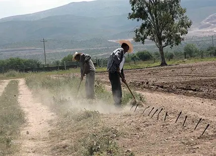 Hasta por 400 mdp, los da&ntilde;os a cultivos en el Altiplano: Sedarh