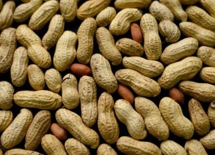 El cacahuate: una historia de sabor y beneficios