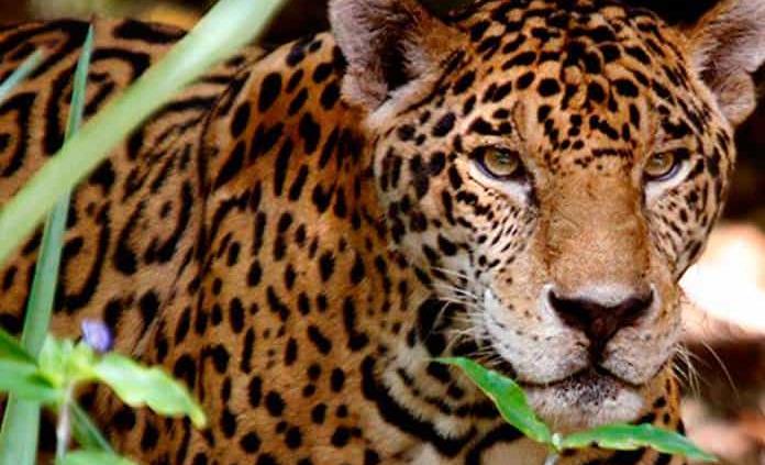 Reserva de la Biosfera Sierra del Abra Tanchipa cumple 25 años como Área Natural Protegida