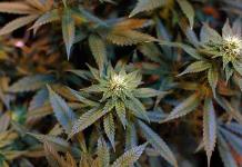 Encuentro cannábico de México abordará el consumo y cultivo de la planta
