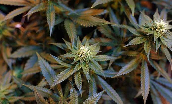 ¿Cuáles son los efectos de exposición al humo de marihuana?