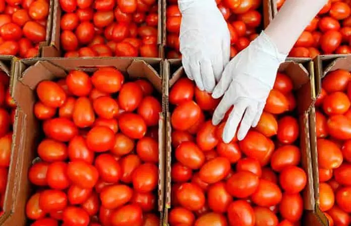Jitomateros de México piden aplazar por 60 días cuota de EU