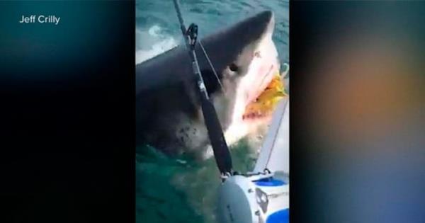 Tiburón Blanco Roba Carnada A Pescadores En Nueva Jersey Video