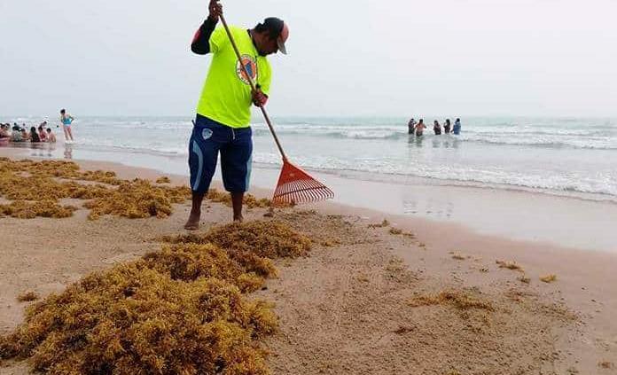 Sargazo puede provocar dermatitis de contacto