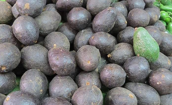 Está “por las nubes”, el aguacate Hass