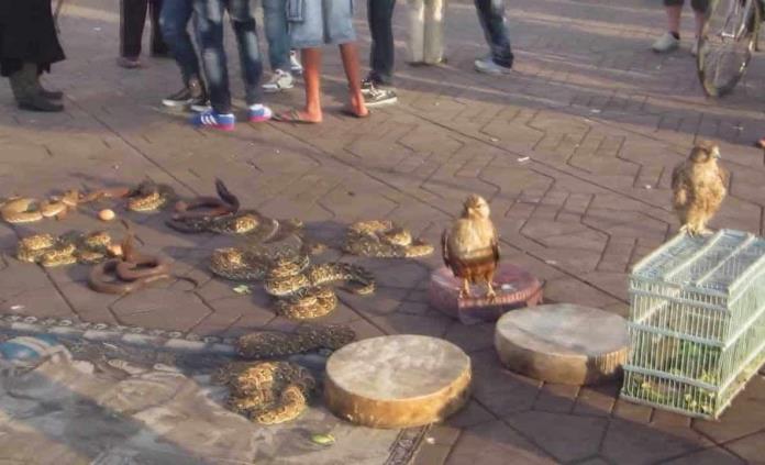Arrestan a encantador de serpientes que pidió a turista 40 euros por una foto