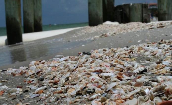 Ola de calor coce mejillones en su caparazón y daña ecosistema marino en California