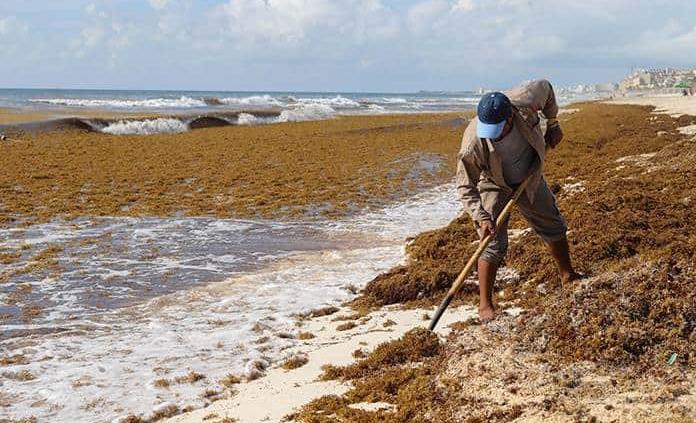 ¿Qué es y de dónde viene el sargazo que invade el Caribe mexicano?