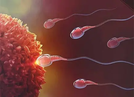 No hay pruebas sólidas de que las terapias para mejorar la fecundación in vitro funcionen No hay pruebas sólidas de que las terapias para mejorar la fecundación in vitro funcionen