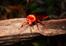 Elimina a la s&uacute;per cucaracha sin qu&iacute;micos en esta ola de calor