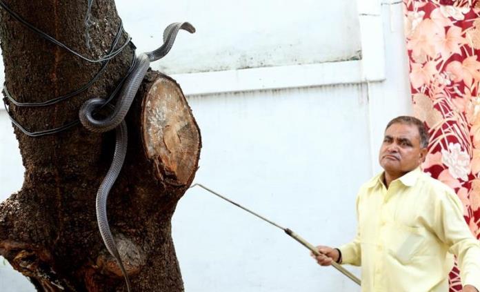 El hombre serpiente de India: 222 mil reptiles cazados en 30 años de oficio