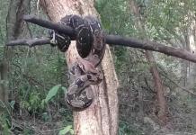 VIDEO | Jóvenes de Yucatán ayudan a serpiente sedienta