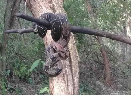 VIDEO | Jóvenes de Yucatán ayudan a serpiente sedienta