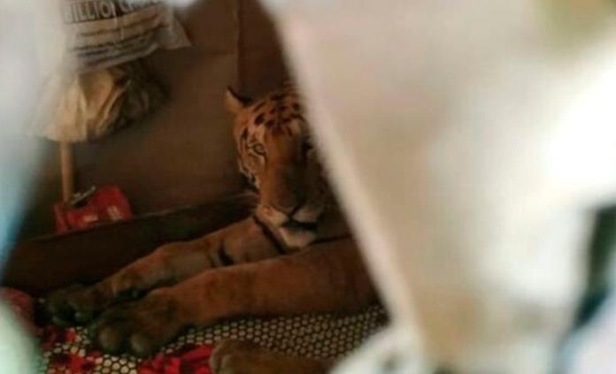 Inundaciones obligan a un tigre a invadir una casa en el noreste de la India