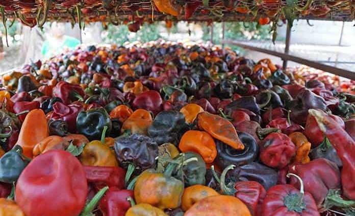 Chilhuacle: renacer del chile oaxaqueño