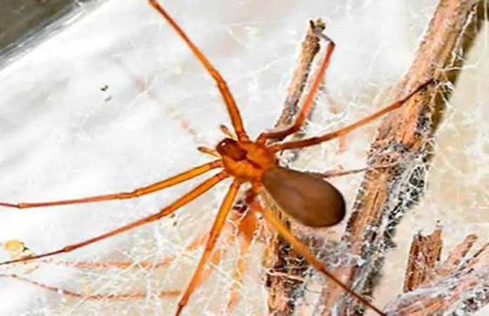 Mujer pierde la vida tras ser mordida por una araña en Nuevo León