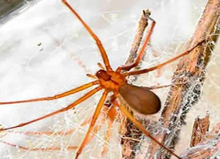 Mujer pierde la vida tras ser mordida por una araña en Nuevo León