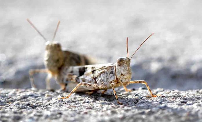 Millones de saltamontes invaden Las Vegas