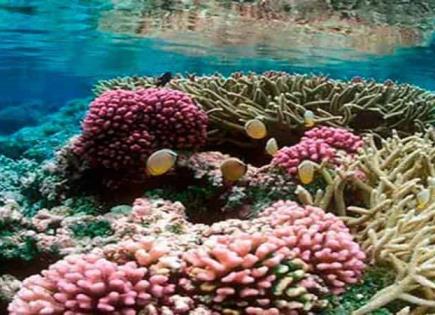 Acuerdo histórico entre EE.UU. e Indonesia para proteger corales