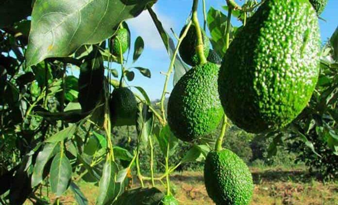 El costo ambiental del aguacate, un ecocidio inminente