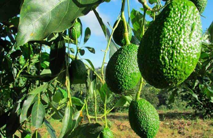 Ecocidio en Michoacán, quitan bosques y ponen aguacate