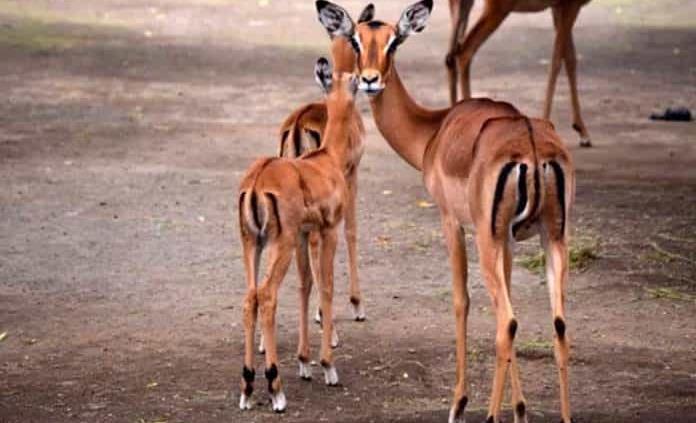 Nacen dos impalas en el Zoológico de Chapultepec