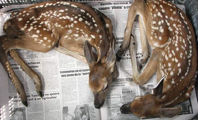 Aumenta la caza furtiva de venados en la Huasteca