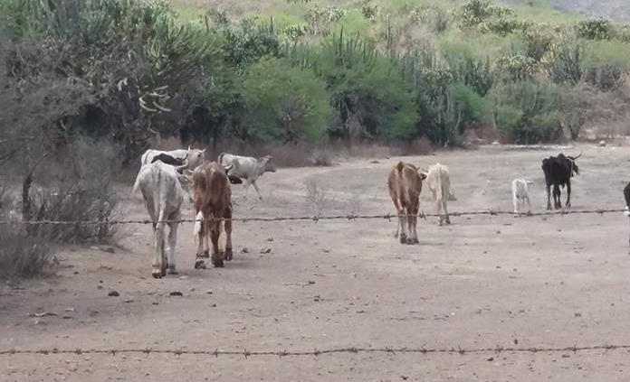 Ganado muere por sequía en Santa Catarina