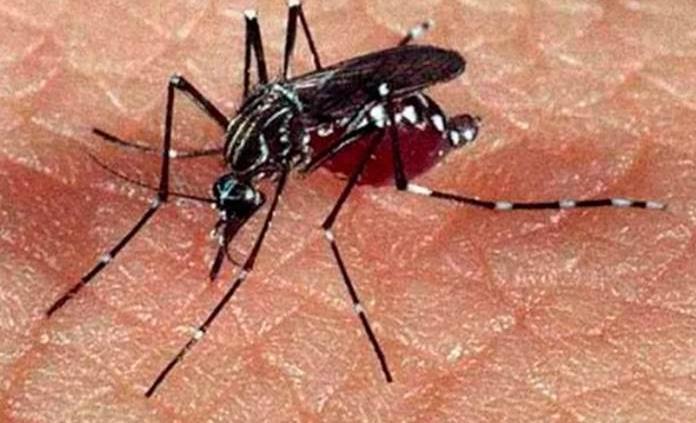 Confirman presencia del mosco negro en Yucatán