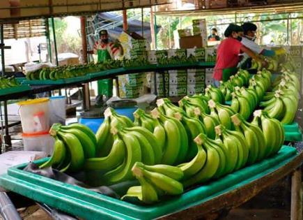 Todo lo que necesitas saber sobre los plátanos y su consumo
