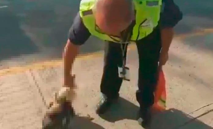 Investigan video de maltrato animal en la CDMX; hombre agita a un gallo hasta matarlo