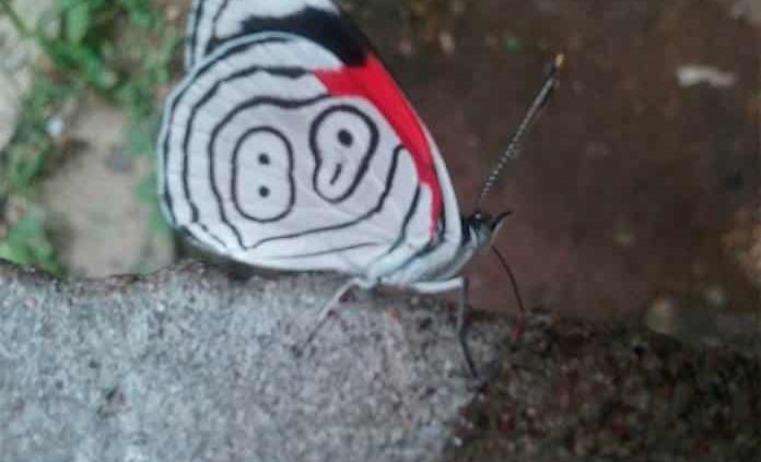 Se extingue la mariposa 88 de Xilitla