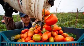 Aranceles de EU golpean producción de Santa Rita