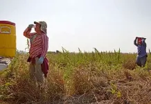 Indocumentados en EU piden apoyo de la Pensi&oacute;n Bienestar