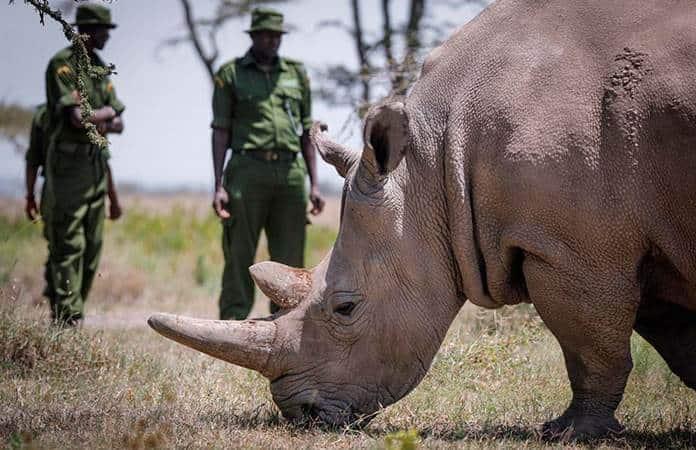 «Sudán» fue el último rinoceronte blanco del norte / Foto: EFE