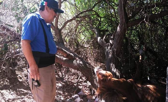 Muere caballo que se atoró en un mezquite