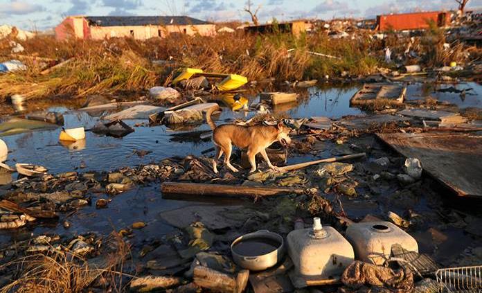 Unos 220 perros y 50 gatos murieron en albergue en Bahamas por huracán Dorian