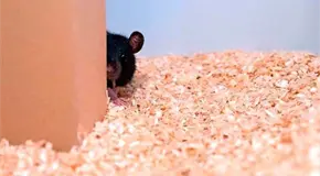 &iquest;Qu&eacute; son los hantavirus y como te puedes infectar?