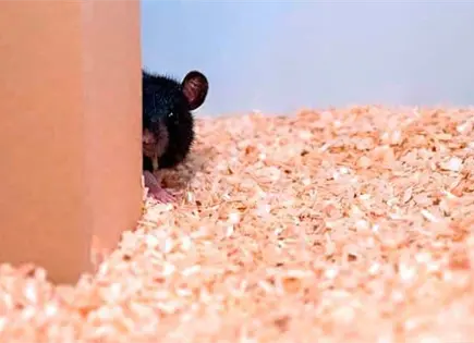 &iquest;Qu&eacute; son los hantavirus y como te puedes infectar?
