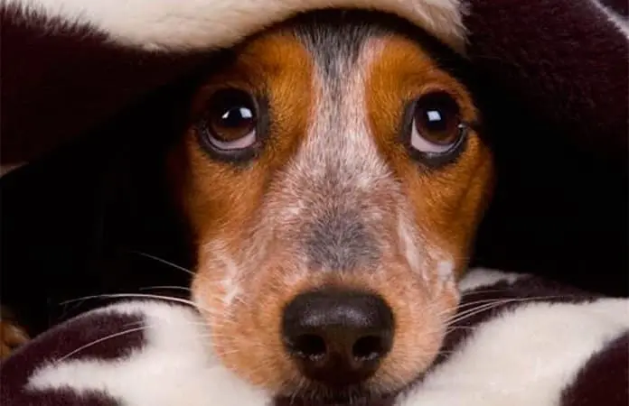 Mascotas sufren por pirotecnia.