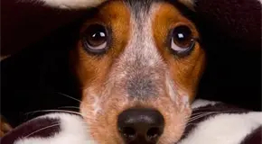 &iquest;C&oacute;mo proteger a tus mascotas del ruido por pirotecnia en A&ntilde;o Nuevo?